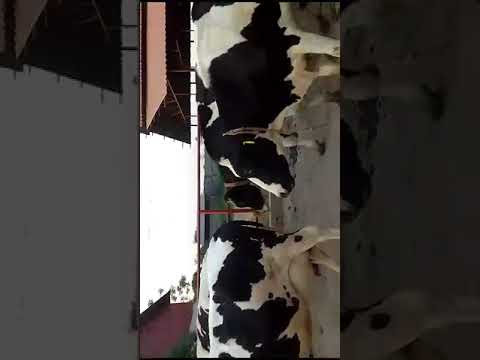 Milking Parlour full video