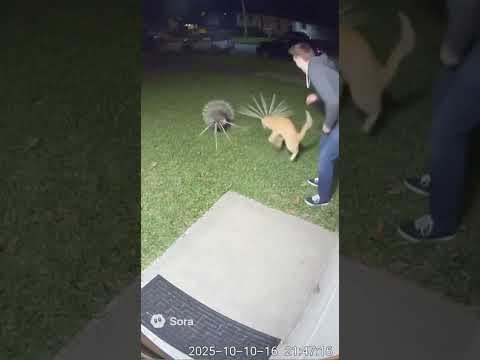 Security Cam Catches Porcupine Attack Gone Wrong! 😬