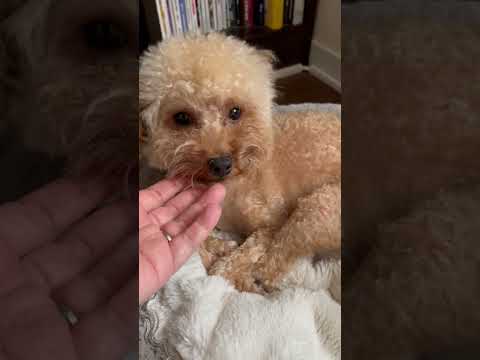 経営学科 ねむねむトイプードル12ヶ月 #トイプードル　#toypoodle