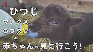 絶滅危惧種に指定されている羊「マンクスロフタン」の赤ちゃん