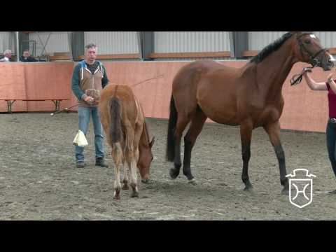 HEI056 Hengstfohlen von Vagabond de la Pomme   Cassini I   Corofino I