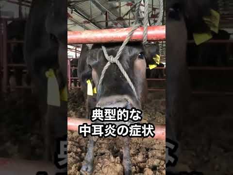 , title : '牛のマイコプラズマ肺炎'