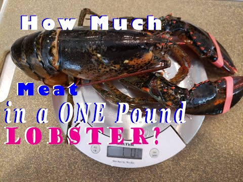 How Much Lobster Meat is in a One Pound Lobster? Is it Cheaper to Buy Lobster Meat or Live Lobsters?