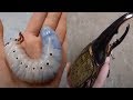 Hercules Beetle Amazing Transformation | The Dodo