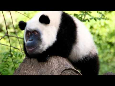 Snoopy x Rascal x Ryhu x Gryl - nikt nie wie co sie stanie