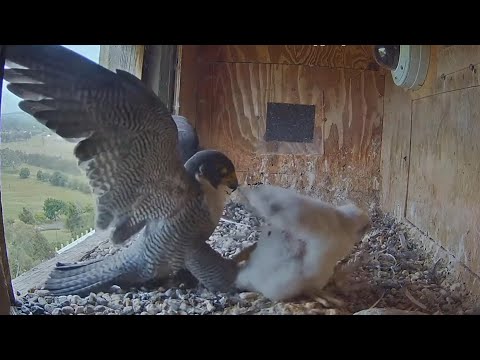 Diamond attack fly on Girri's tail and scared poor Girri | FalconCam Project | Nov 25, 2025