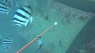 [閒聊] 八斗子生態調查