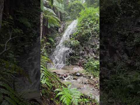 1542 Currumbin Creek Road, Currumbin Valley, QLD 4223, 4房, 3浴, Lifestyle Section