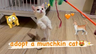 first time adopting a munchkin cat😻||cat introduction🐈✨