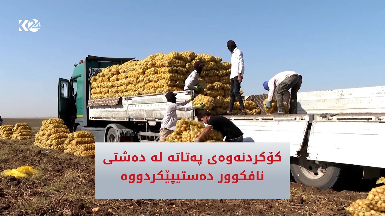 ڤیدیۆ | كۆكردنەوەی پەتاتە لە دەشتی نافكوور دەستیپێكردووە