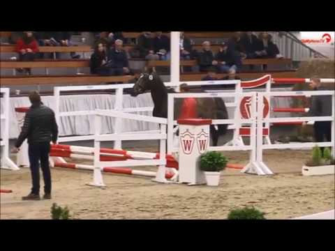 QATAR Z: stallone Zangersheide da Quasimodo Z, www.equine-evolution.com