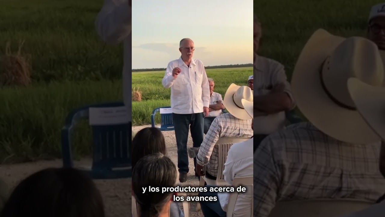 El arroz como uno de los granos de mayor relevancia para el estado de #Campeche.