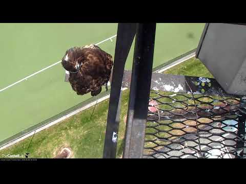 Red-tailed Hawk Chick, H2, Fledges While Preening! – June 8, 2018