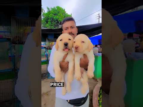 Labrador Puppy Male Female. #market #pets #pradiptamitra #puppy