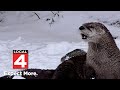 River Otter Whiskers Dies At Detroit Zoo