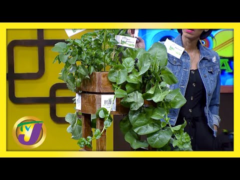 Urban Garden TVJ Smile Jamaica March 5 2021