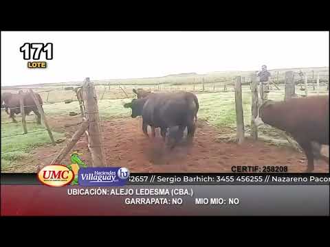 Lote 42 Novillos en Alejo Ledesma, Córdoba