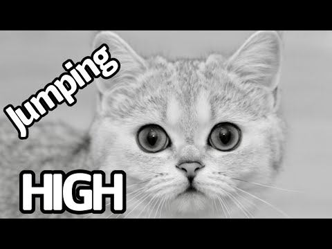 My cat is jumping high in slow motion  | Scottish Fold | Scottish Straight |