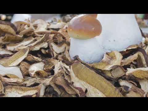 The Secret Superfood Maitake Mushrooms Unlocking Health Benefits