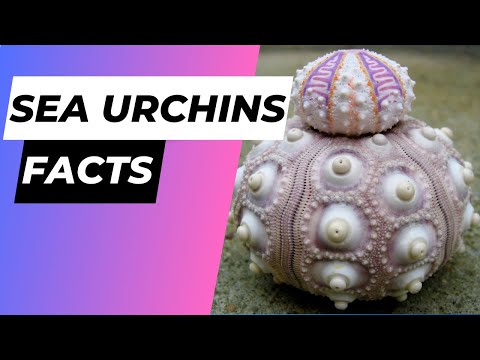 SEA URCHINS - Basic Facts