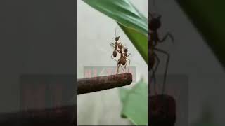 Download lagu Kacang Lupa Kulitnya mp3