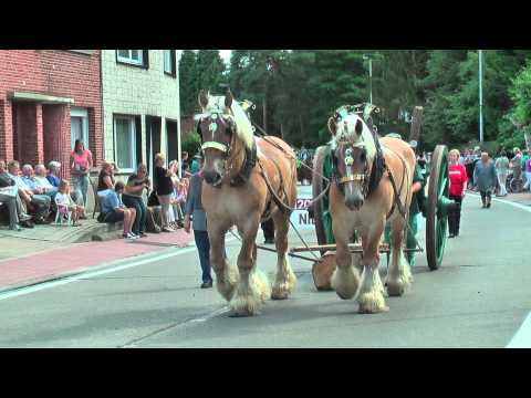 Belgian Draft Horses-Keerbergen-Karren-en wagenstoet-2013