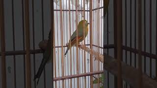 Download lagu BURUNG ROBIN JANTAN GACOR untuk memancing robin bahan/bakalan mp3