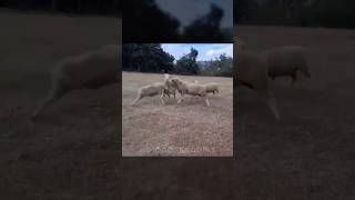 Mensagem do dia! #dublagem #humor