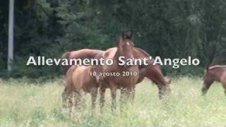 preview picture of video 'Puledri - Allevamento Sant'Angelo'