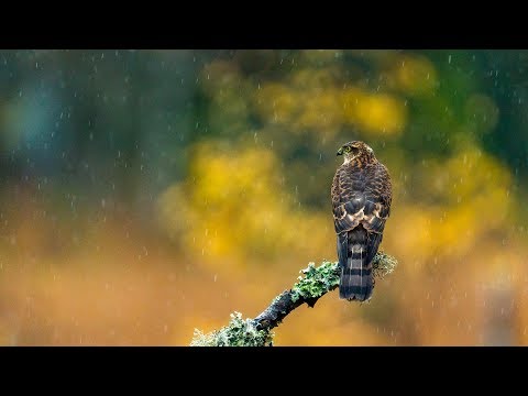 Sparrow Hawk vs. Eurasian Jay 4k Slowmotion