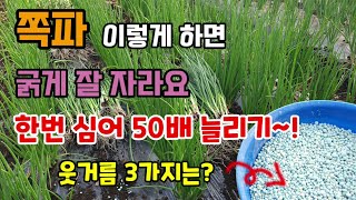 쪽파 이렇게 하셔야 굵게 잘 자라고 한번심어 50배까지 늘어요 쪽파웃거름 3가지 쪽파수확시기
