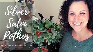 Pruning & Propagating Silver Satin Pothos
