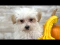 Maltipoo dogs for sale: Boy Martin - 0215 - Video 1