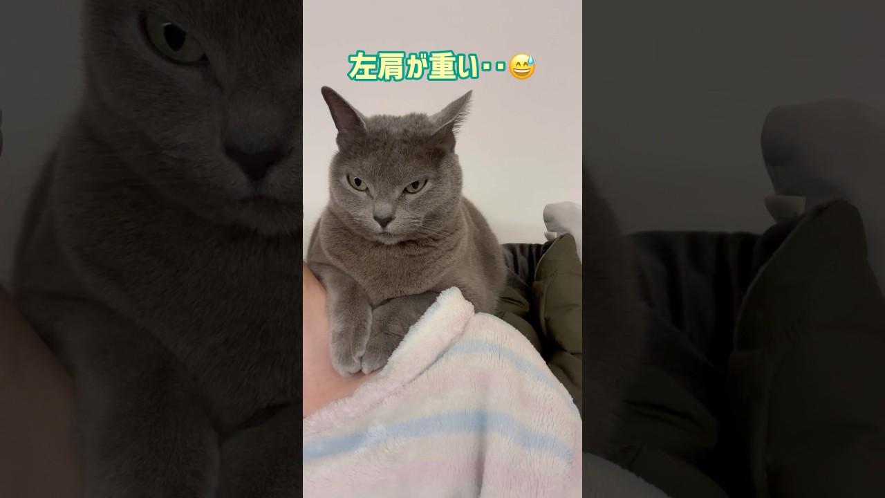 肩凝りの原因😂 #保護猫 #ロシアンブルー #cat