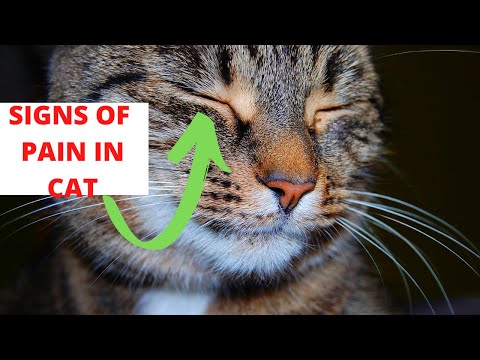 How to know if my cat is in pain?