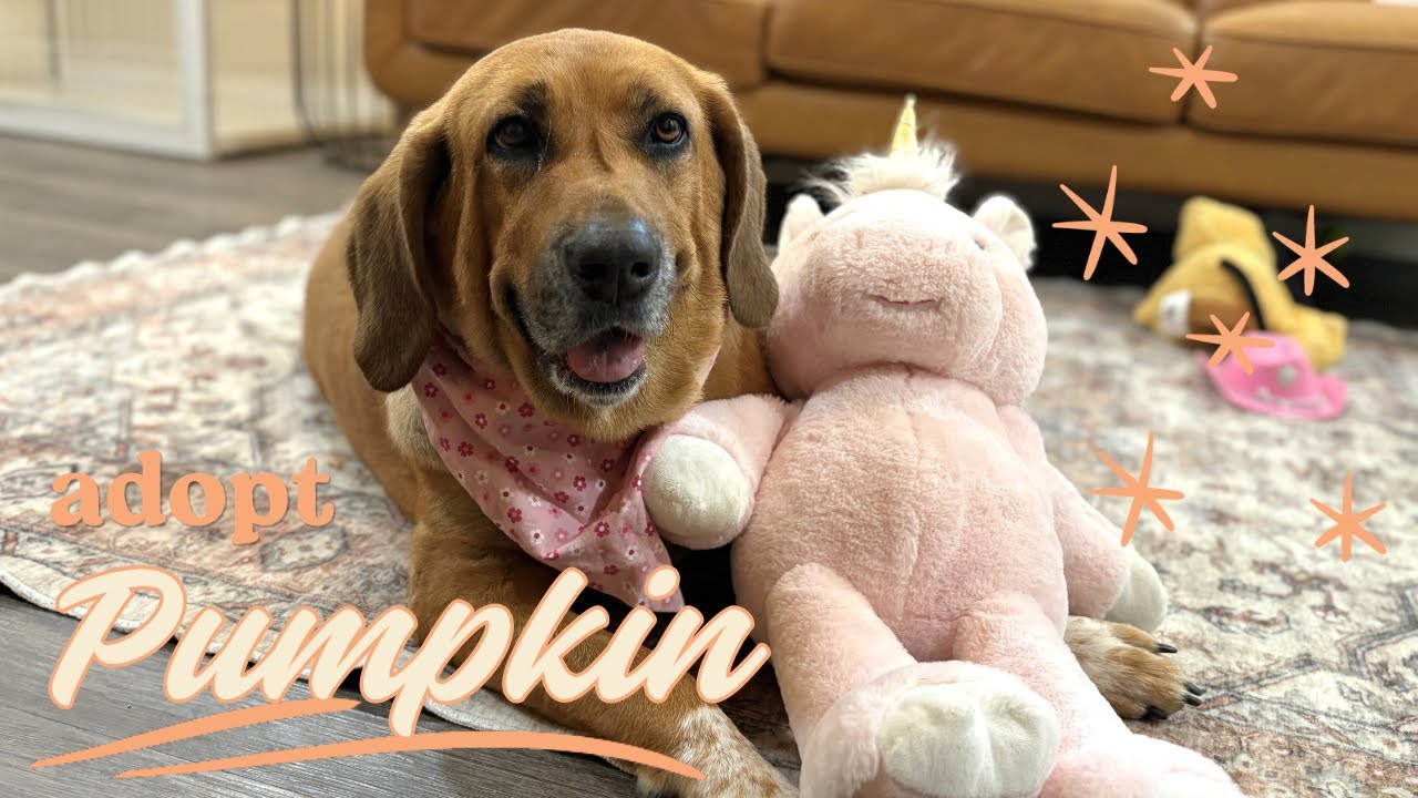 Enlarge Pumpkin Lumpkin Squishy Princess, a Adoptable mixed breed in Halifax, NS video 6/6