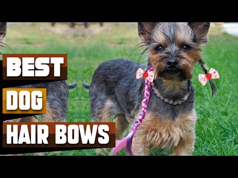 Best Dog Hair Bow In 2024 - Top 10 Dog Hair Bows Review