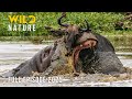 CROCODILE VS HIPPO Clashes To Determine The Ultimate Ruler Naturedocumentaries Wild Nature