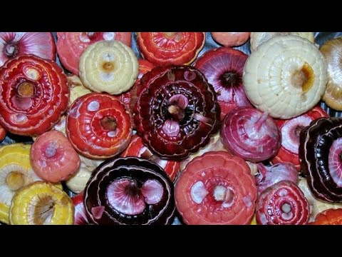 15 How to care gladiouls flower bulb  video by-Gurjit singh s.2017
