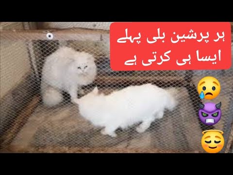 Male and female persian cats fight in breeding cage / All females do same in breeding cage