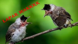 Download lagu suara anakan kutilang lapar cocok pancing emosi kutilang lain.. mp3 Download lagu suara anakan kutilang lapar cocok pancing emosi kutilang lain.. mp3