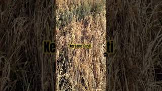Download lagu Cobaan panen padi musim ini hama wereng merajalela. #wereng #hama #padi #padiorganik #magetan #viral mp3