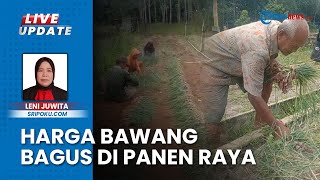 Semringahnya Petani Bawang Merah di OKU Sumsel, Harga Bagus saat Panen Raya saat Momen Nataru