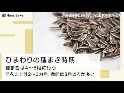 ヒマワリの種まきと植え付け:こうやって行われます 植物
