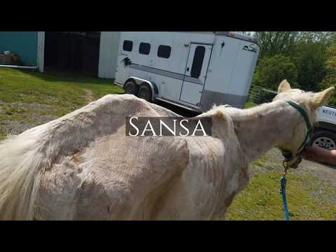 Most Incredible Horse Rescue and Recovery Story You Will Ever Watch in Your Life: Sansa's Journey