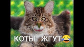 ТОП подборка ПРИКОЛОВ с котами 2018! Funny cats