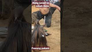 Download lagu pawang pakem kesurupan #jaranankreasi #pakem #reogponorogo mp3 Download lagu pawang pakem kesurupan #jaranankreasi #pakem #reogponorogo mp3