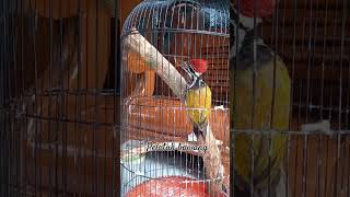 Download lagu pelatuk bawang #birds #thebirdsonggroup #birdsong #nature #burungkicaudialamliar mp3