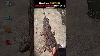 Download lagu Peringkat Teriakan Ayam Terlucu Bagian 9 💀 mp3