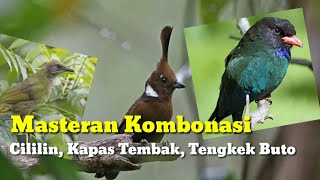 Download lagu Masteran Kombinasi: Cililin, Tengkek Buto, Kapas Tembak, 60 Menit Nonstop mp3 Download lagu Masteran Kombinasi: Cililin, Tengkek Buto, Kapas Tembak, 60 Menit Nonstop mp3